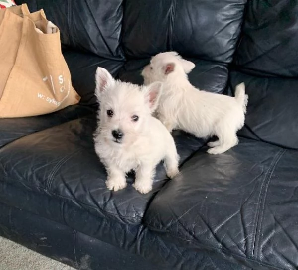bellissimi cuccioli di westie