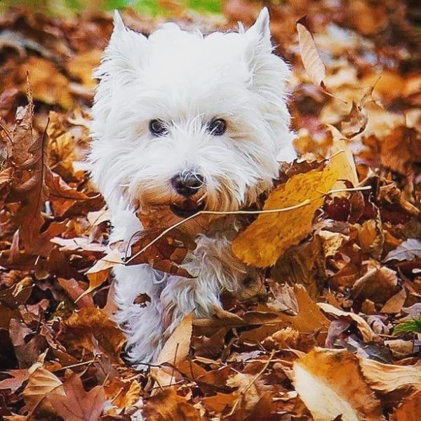 fantastici cuccioli di westie disponibili