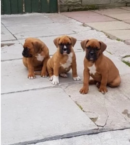 cuccioli di boxer adesso