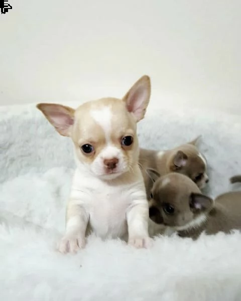 disponibili bellissimi cuccioli di chihuahua