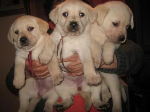 regalo labrador cuccioli disponibile per ladozione