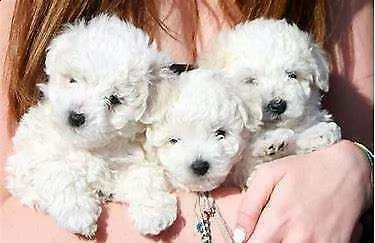 4 cuccioli di maltese toy