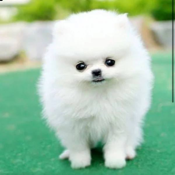 cuccioli di boo dello zwergspitz pomeraniano