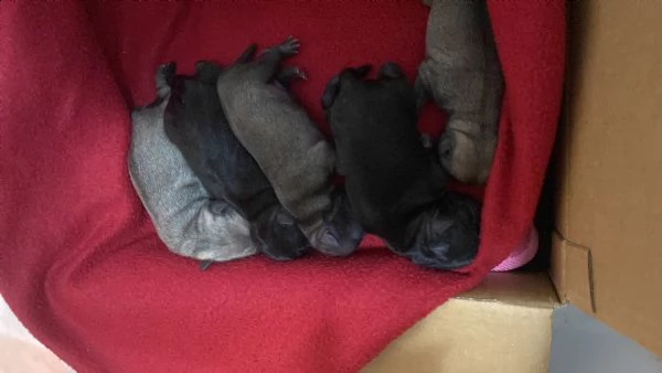 cuccioli carlino