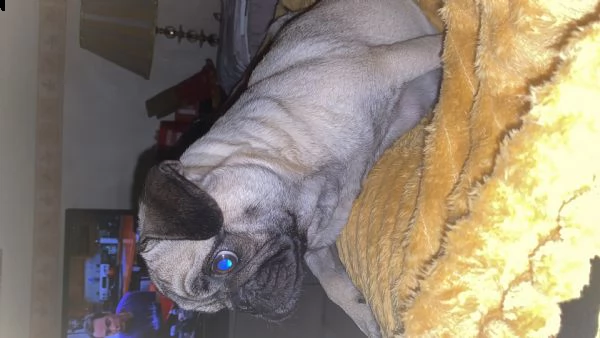 cuccioli carlino | Foto 3