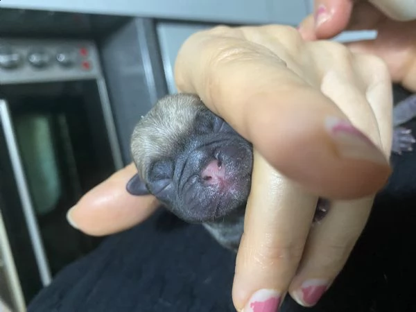 cuccioli carlino | Foto 2