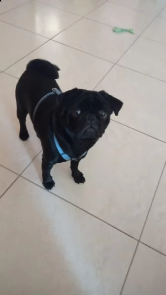 cuccioli carlino | Foto 1