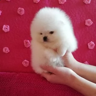 Regalo Cucciolo Volpino Pomerania Da Privato A Milano Cuccioli Di Pomerania Carini E Belli Per L Adozione