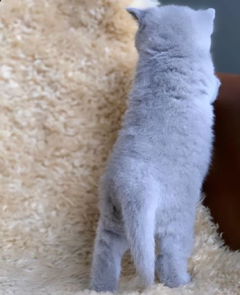 british shorthair | Foto 3