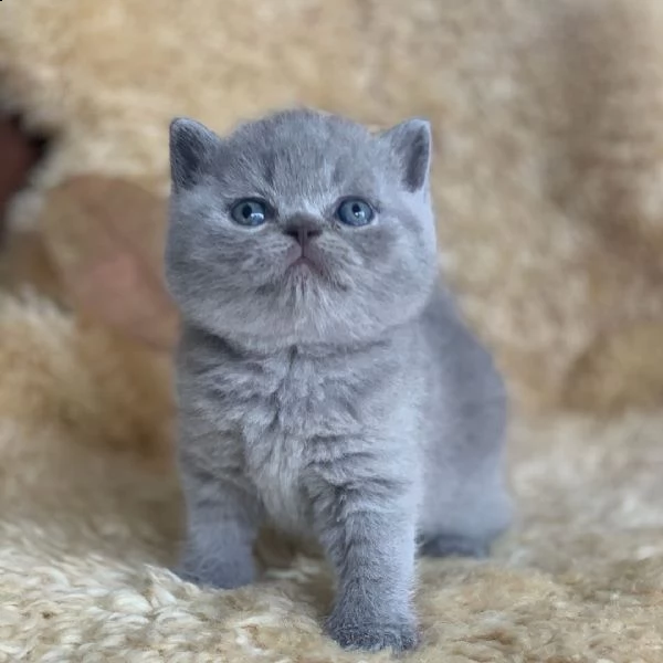 british shorthair | Foto 1