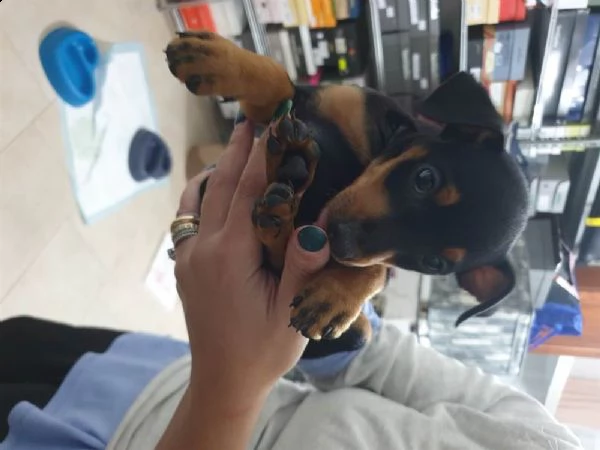 pinscher toy di 3 mesi