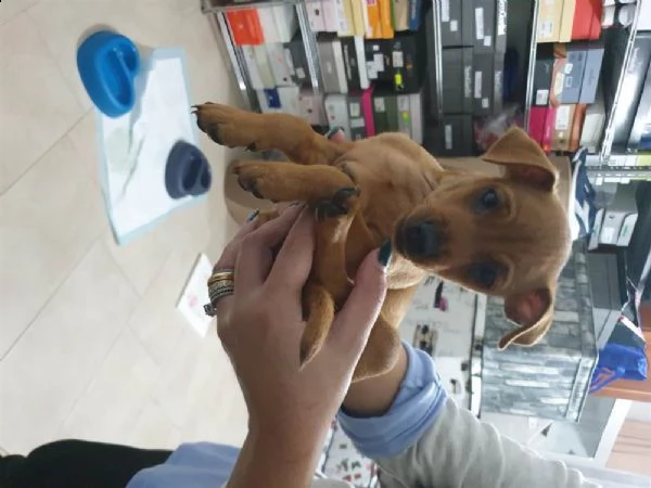 pinscher toy di 3 mesi | Foto 0