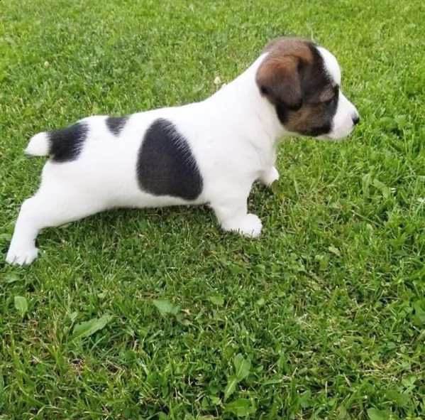 2 cuccioli di jack russell macho e hembra | Foto 0