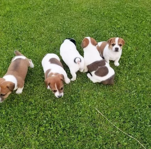 2 cuccioli di jack russell macho e hembra