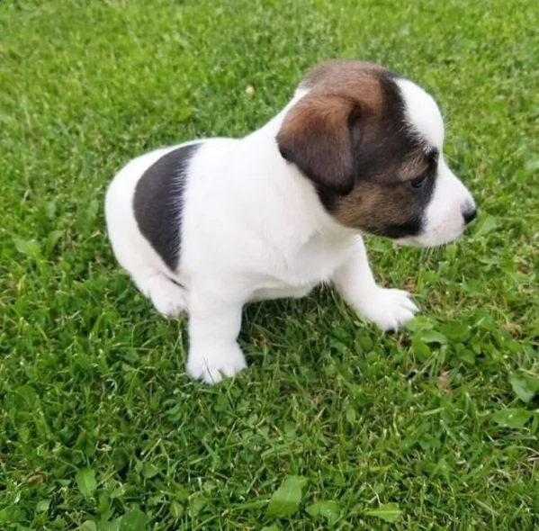 cuccioli di jack russell di 12 settimane | Foto 1