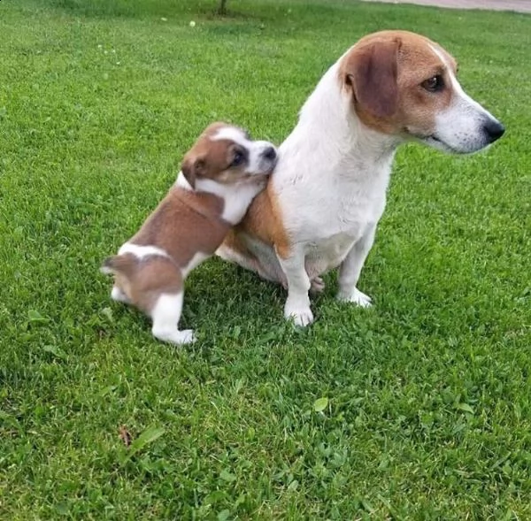 cuccioli di jack russell di 12 settimane