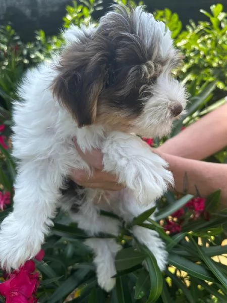 Bimbi Yorkshire Biewer  | Foto 4