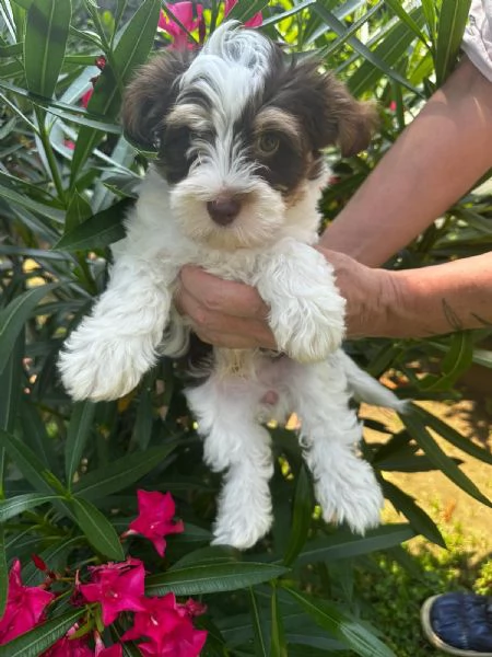 Bimbi Yorkshire Biewer  | Foto 2