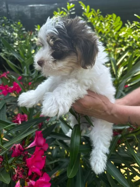 Bimbi Yorkshire Biewer  | Foto 0