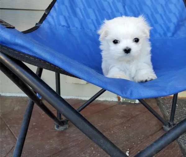cuccioli maltesi in vendita