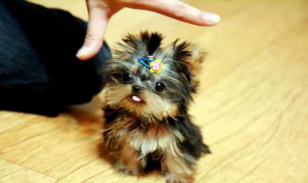 adorable teacup yorkie puppies in vendita