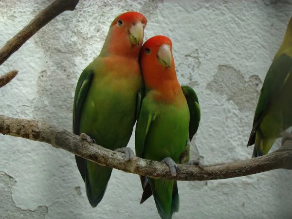 vendo coppie di pappagalli | Foto 0