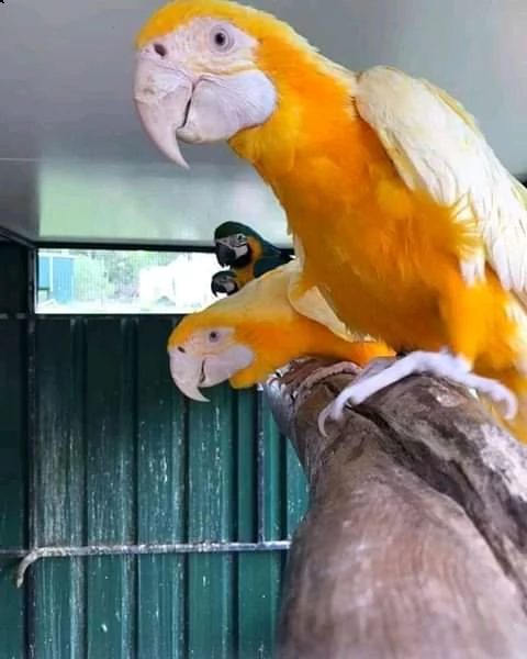 contatta 17146943649   pappagalli ara   prezzi trattabili    pet alleva tutti gli ara 