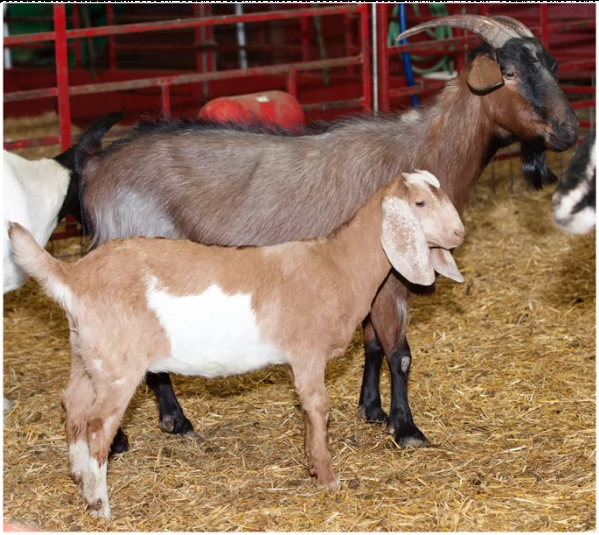 vendita becco  camosciata delle alpi