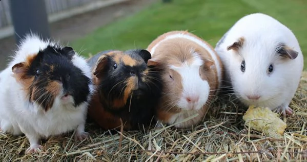 cavia americana porcellino dindia