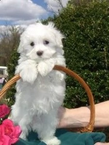 cuccioli maltesi maschi e femmine