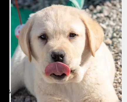 cucciolo di labrador femmina nero miele  pelo corto in vendita da allevamento