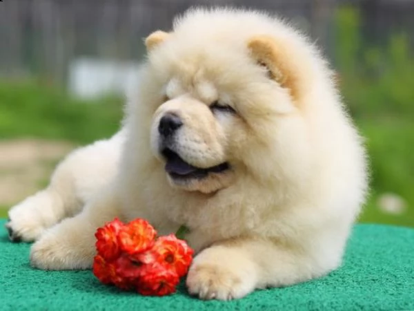 cucciolo di chow chow maschio e femmina crema in vendita da canile