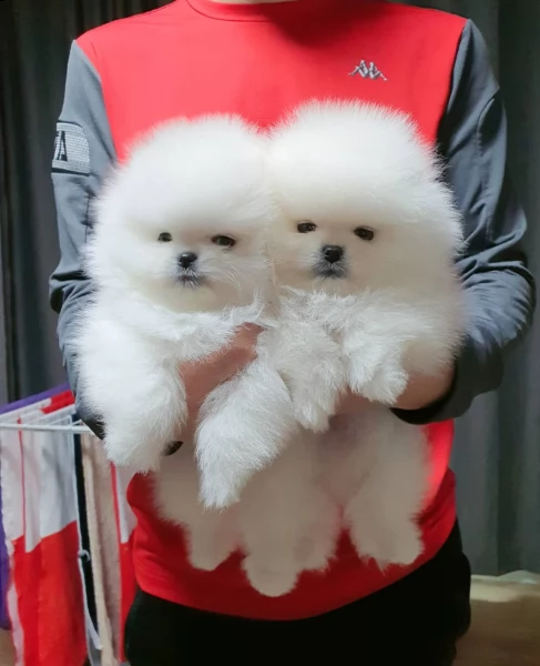 cuccioli di volpino di pomerania