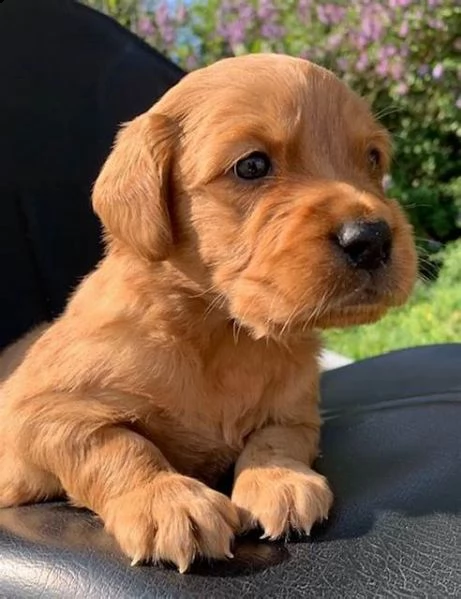 cocker spaniel | Foto 0