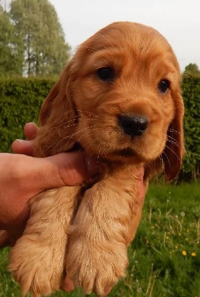 cocker spaniel