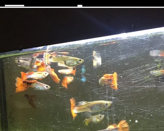 pesci tropicali dacqua dolce guppy maschi