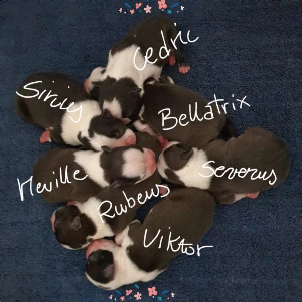 boston terrier cuccioli pedigree enci | Foto 0