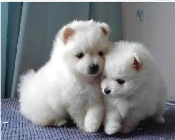 cucciolo di volpino pomerania nano toy maschio e femmina bianco nero arancio  pelo lungo  mantello