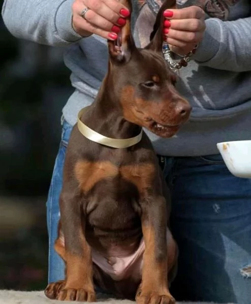 dobermann cuccioli piemonte | Foto 5