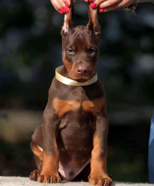 dobermann cuccioli piemonte | Foto 4