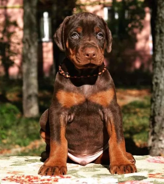 dobermann cuccioli piemonte | Foto 3