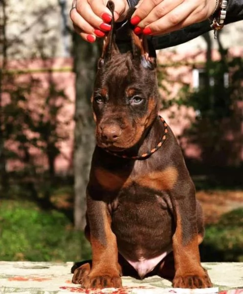 dobermann cuccioli piemonte | Foto 2