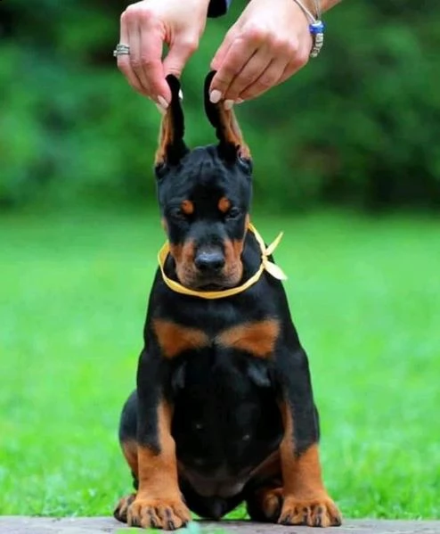 dobermann cuccioli piemonte | Foto 1