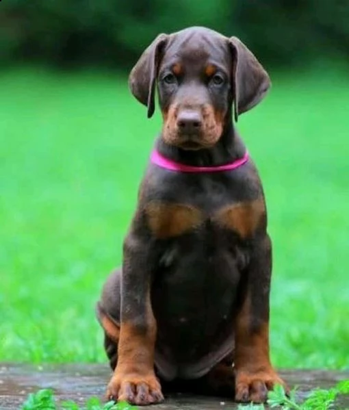 dobermann cuccioli piemonte | Foto 0