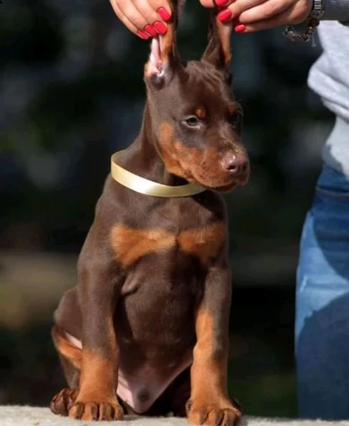 dobermann cuccioli piemonte