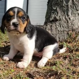 dolci cuccioli di beagle