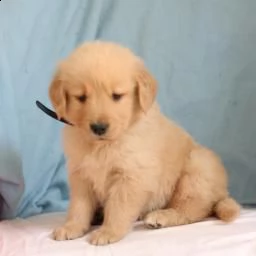 adorabili cuccioli di golden retriever