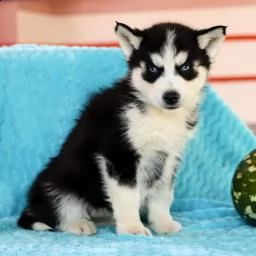 graziosi cuccioli di siberian husky