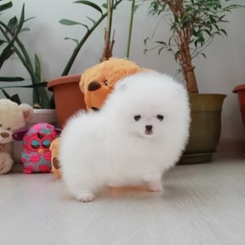 mini tazza da t pomerania cuccioli bianchi maschi e femmine | Foto 1