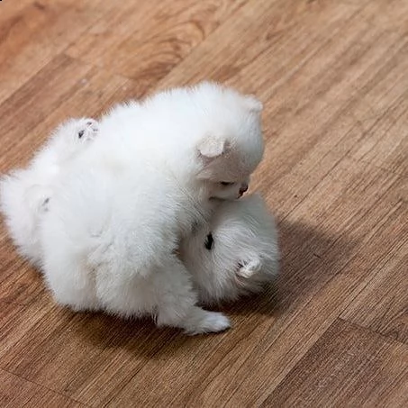 mini tazza da t pomerania cuccioli bianchi maschi e femmine | Foto 0